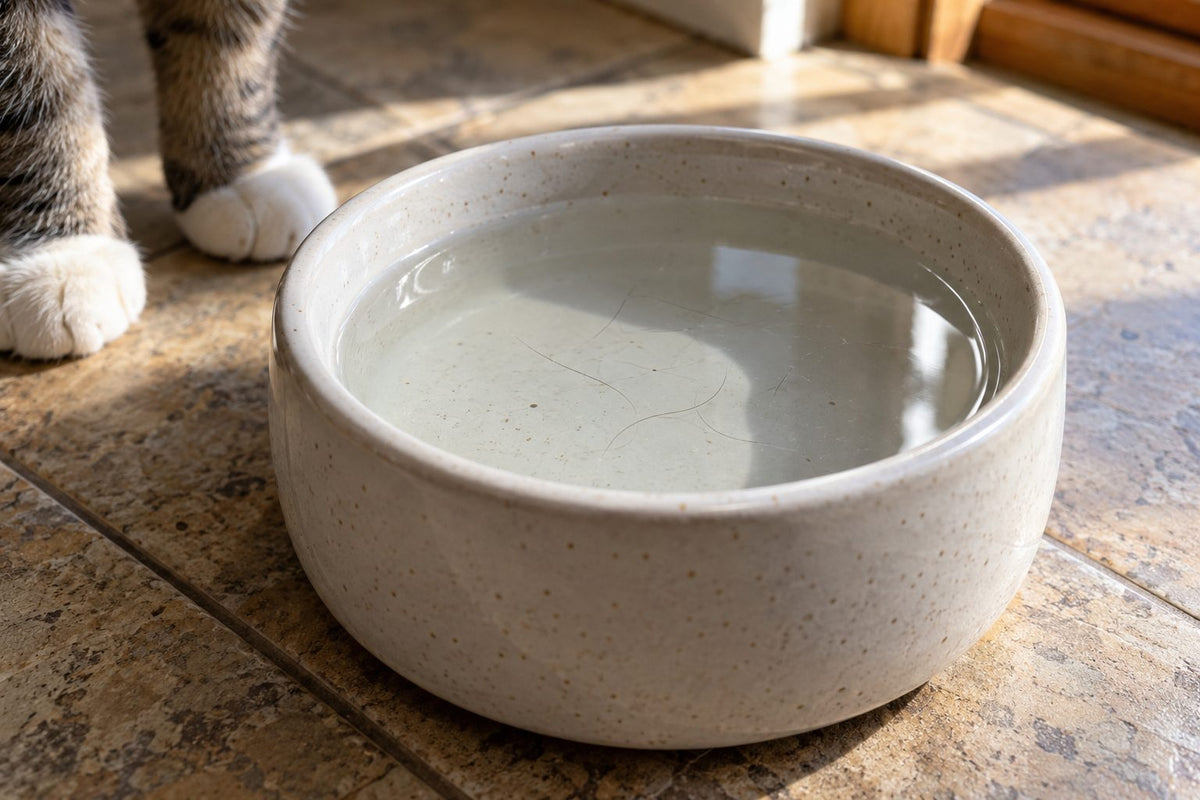A water bowl with a few cat hairs floating on the surface