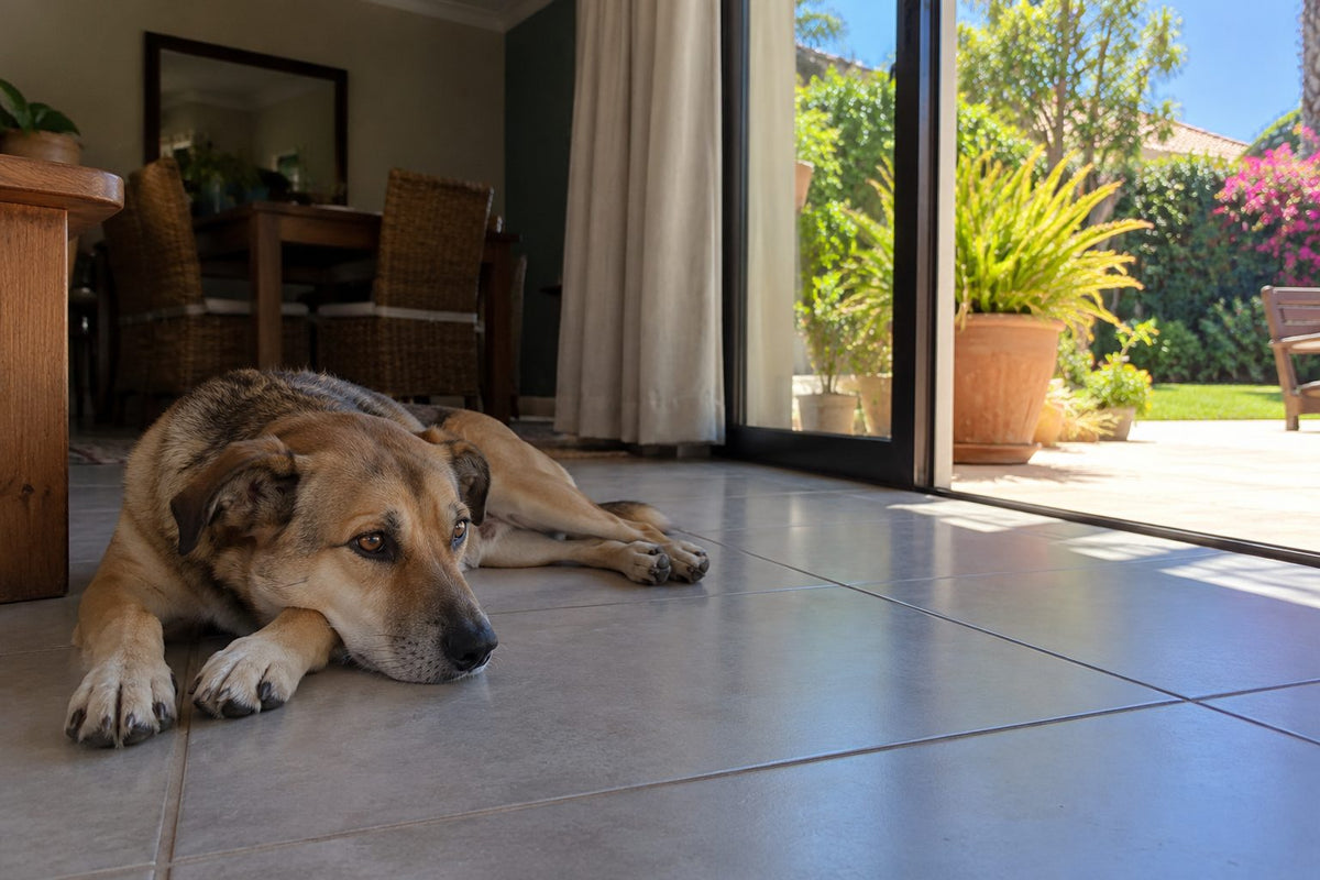 A dog resting on cool tiles indoors on a hot day