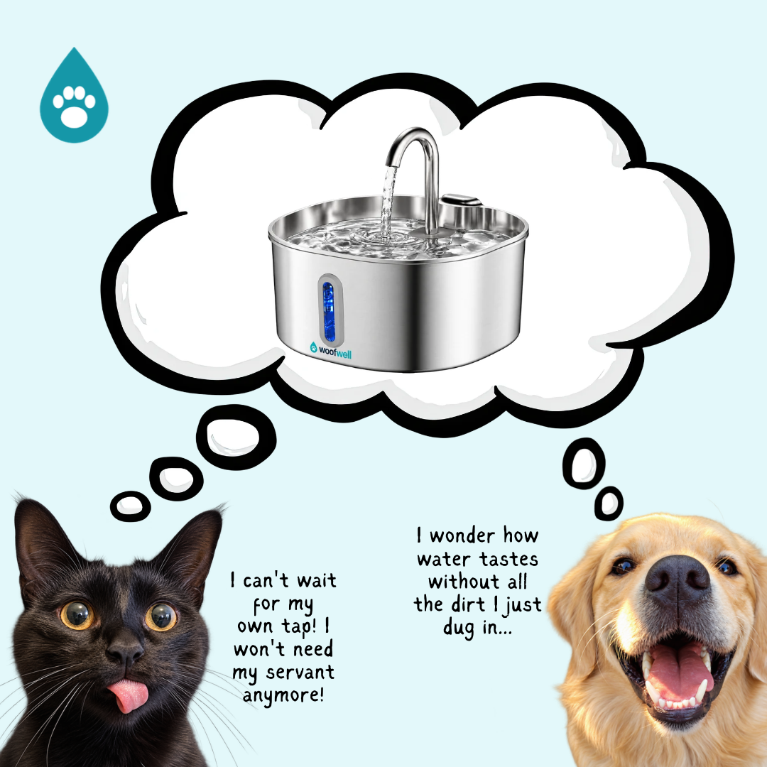WoofWell Pure Fountain